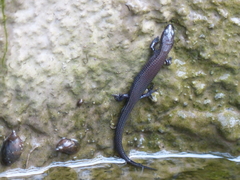 Pholidobolus montium