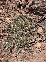 Astragalus anxius
