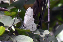 Morpho polyphemus polyphemus
