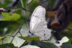 Morpho polyphemus polyphemus