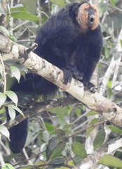 Pithecia chrysocephala