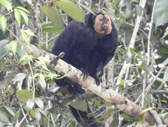 Pithecia chrysocephala