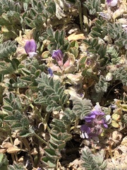 Astragalus anxius
