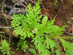 Selaginella pallescens