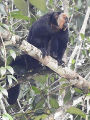 Pithecia chrysocephala