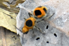 Dasymutilla cressoni