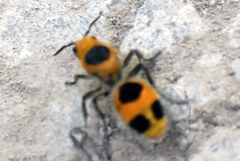 Dasymutilla cressoni