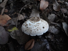 Agaricus