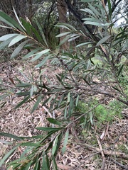 Melaleuca paludicola