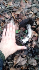 Agaricus