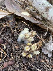 Pityopus californicus