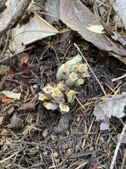 Pityopus californicus