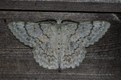 Pingasa hypoleucaria