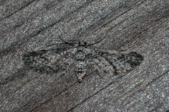 Eupithecia graphiticata