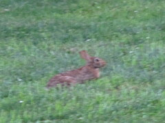 Sylvilagus floridanus