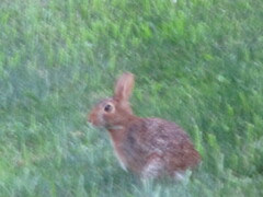 Sylvilagus floridanus
