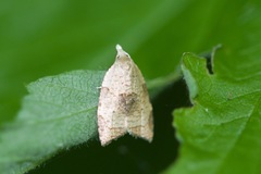 Coelostathma discopunctana