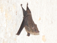 Peropteryx