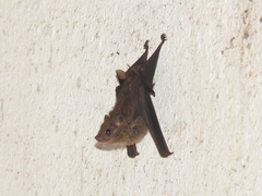 Peropteryx