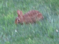 Sylvilagus floridanus
