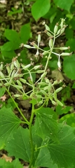 Arnoglossum reniforme