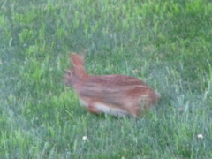 Sylvilagus floridanus