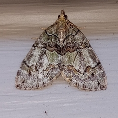 Hydriomena perfracta