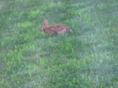 Sylvilagus floridanus