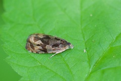 Olethreutes tilianum
