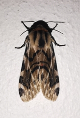 Hypercompe nemophila