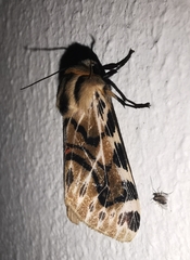 Hypercompe nemophila