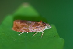 Olethreutes nitidana