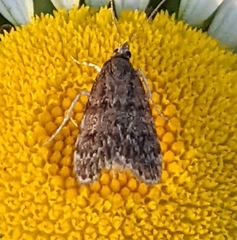 Scoparia penumbralis