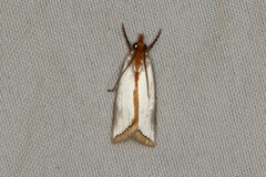 Argyria nummulalis