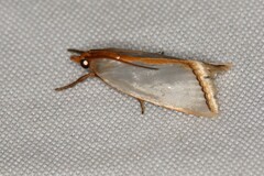 Argyria nummulalis