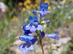 Penstemon attenuatus