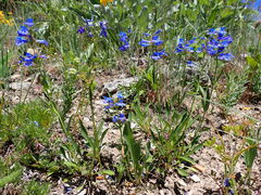 Penstemon attenuatus