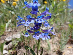 Penstemon attenuatus