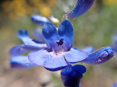 Penstemon attenuatus