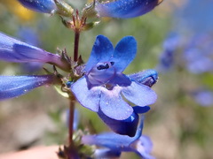 Penstemon attenuatus