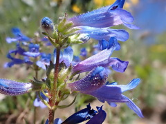 Penstemon attenuatus
