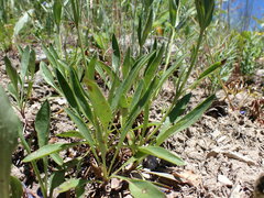 Penstemon attenuatus
