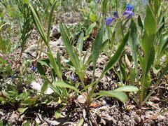 Penstemon attenuatus
