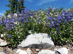 Penstemon attenuatus