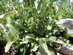 Penstemon attenuatus