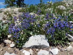 Penstemon attenuatus