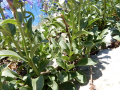 Penstemon attenuatus