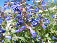Penstemon attenuatus
