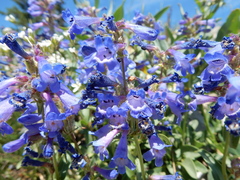 Penstemon attenuatus
