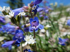 Penstemon attenuatus